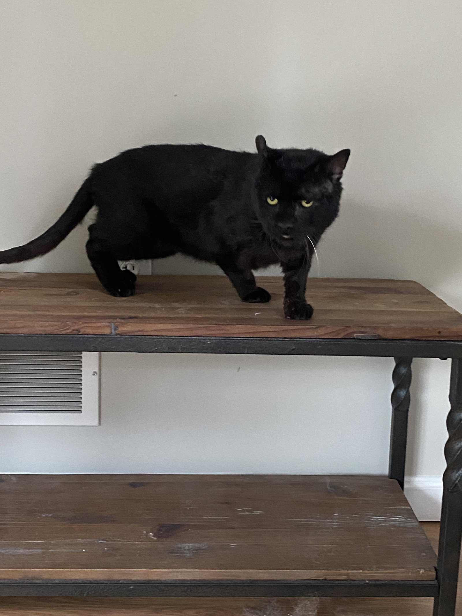 Oscar, photo 6