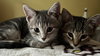 Journey (bonded with Trixter) - Photo 1