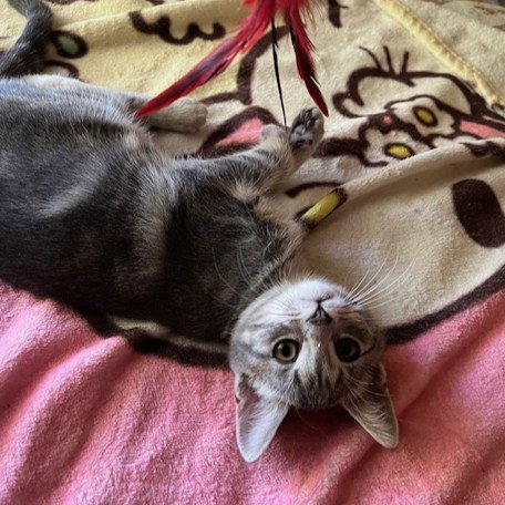 JOURNEY (BONDED WITH TRIXTER) - Domestic Short Hair available for adoption