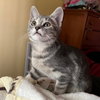 Journey (bonded with Trixter) - Photo 3