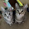 Journey (bonded with Trixter) - Photo 5