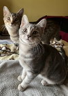 Journey (bonded with Trixter) - Photo 6