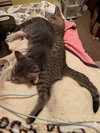 Journey (bonded with Trixter) - Photo 8