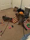 Journey (bonded with Trixter) - Photo 9