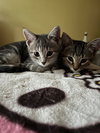 Trixter (bonded with Journey) - Photo 2