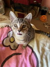 Trixter (bonded with Journey) - Photo 4