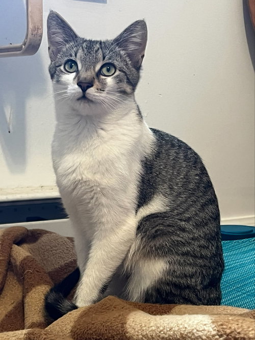 McIntosh, Baby Domestic Short Hair (short coat), cat for adoption in Lancaster, Pennsylvania