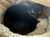 Sombra - Photo 1