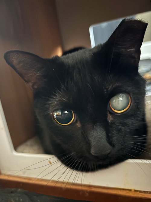 picture of the cat needing adoption