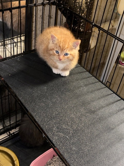 picture of the cat needing adoption