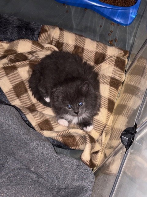 picture of the cat needing adoption
