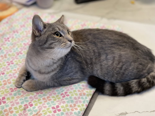 CATCOON - Domestic Short Hair / Tabby available for adoption