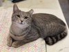 Catcoon - Photo 2