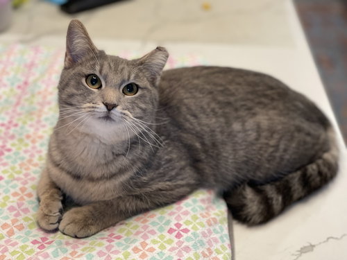 CATCOON - Domestic Short Hair / Tabby available for adoption