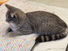 Catcoon - Photo 3