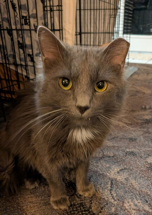 picture of the cat needing adoption