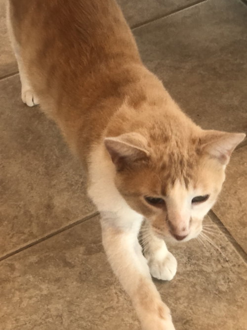 Ritchie C, an adoptable Domestic Short Hair in Lemoyne, PA