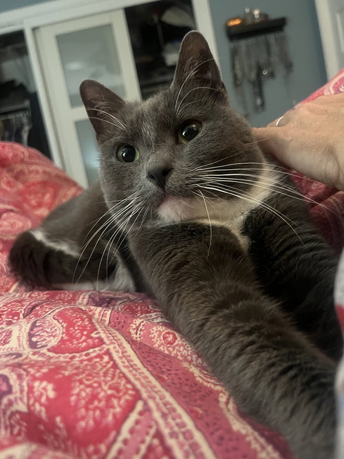 picture of the cat needing adoption