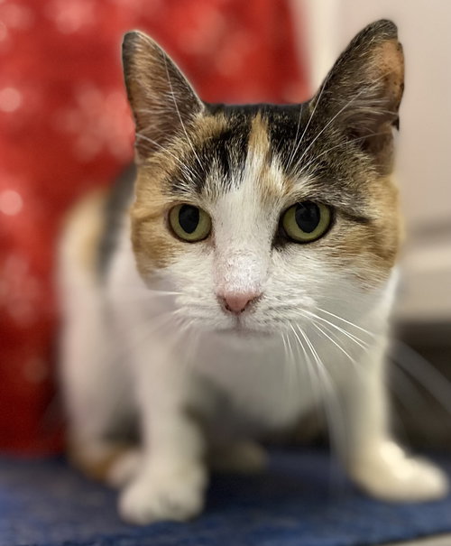 SWISS MISS - Domestic Short Hair available for adoption