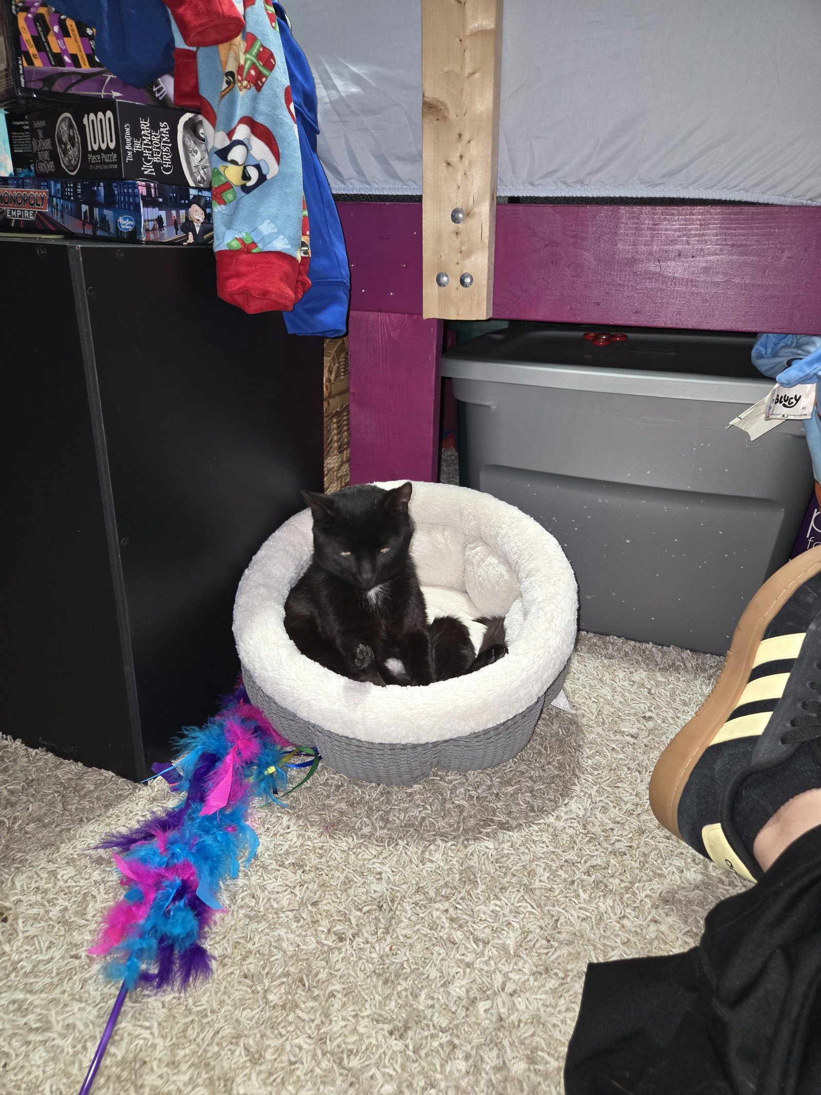 Buddy Image