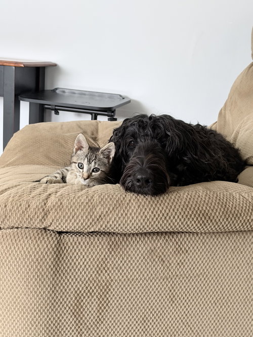 Sparkle (Bonded with Twinkle), Baby Domestic Short Hair / Mixed (short coat), cat for adoption in Lancaster, Pennsylvania
