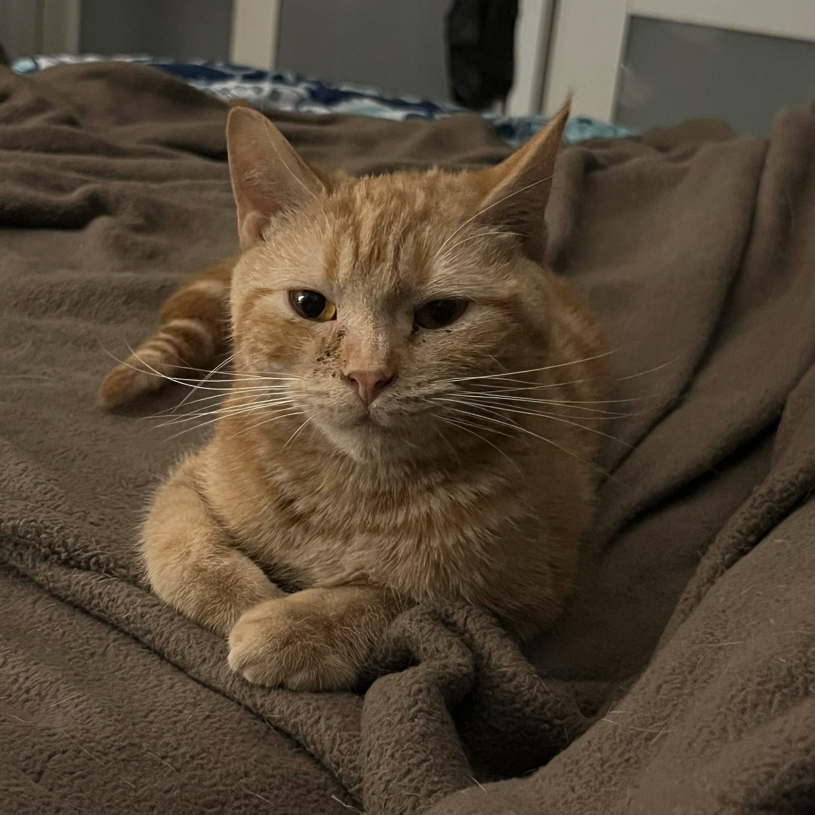 Krimpet (adopt with sister snack cake, Twinkie) Image