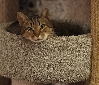 Mae, Young Domestic Short Hair (short coat), cat for adoption in Lancaster, Pennsylvania