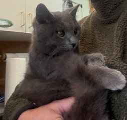 Nicholas Image