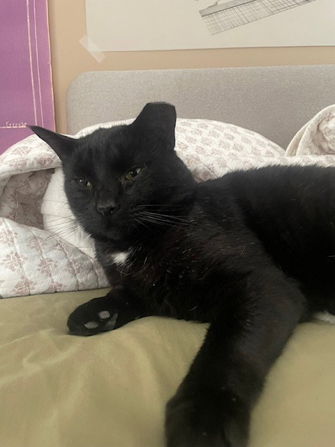 Thomas, Adult Domestic Short Hair (short coat), cat for adoption in Lancaster, Pennsylvania