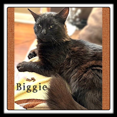 picture of the cat needing adoption
