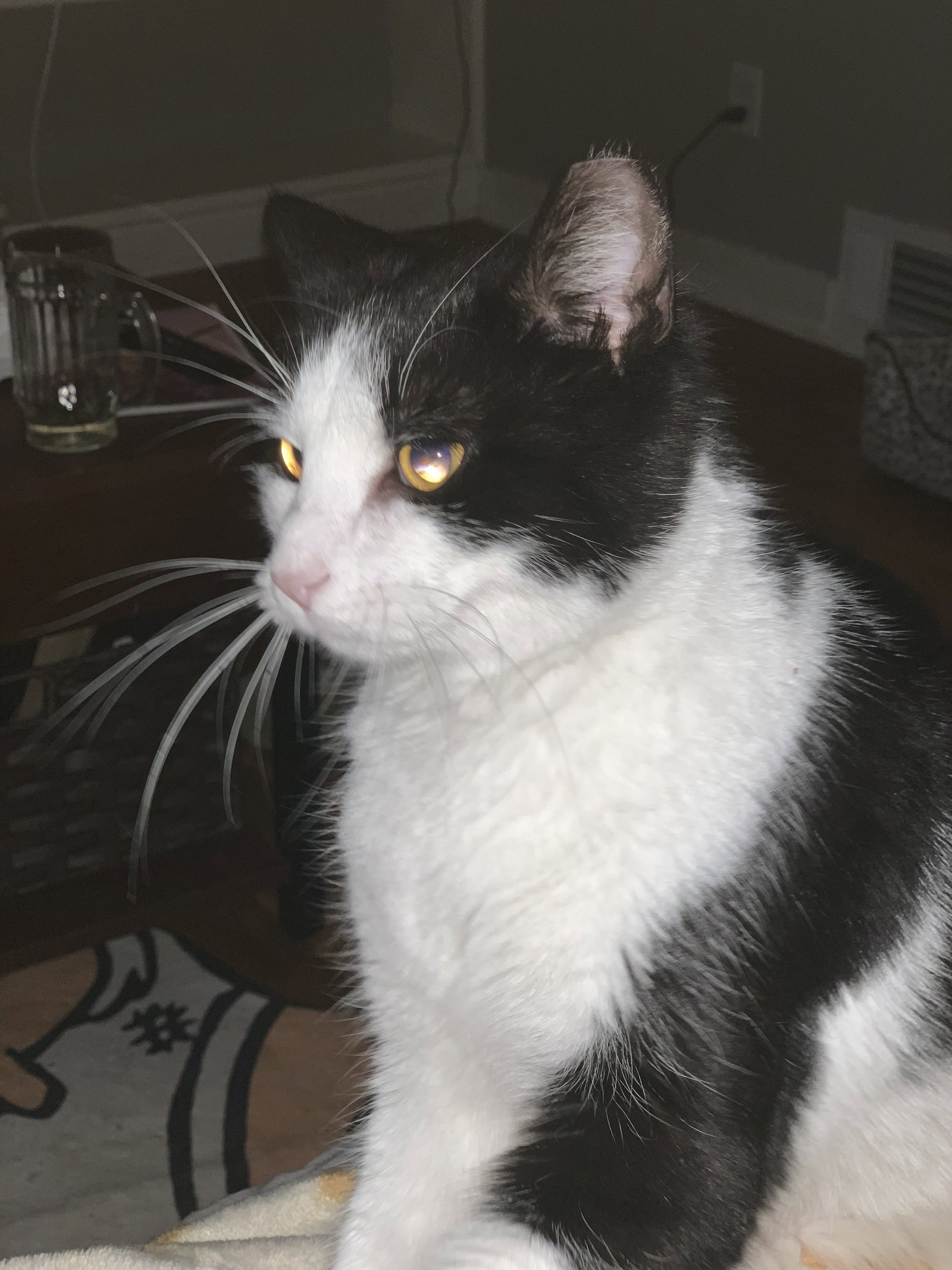Sammy Image