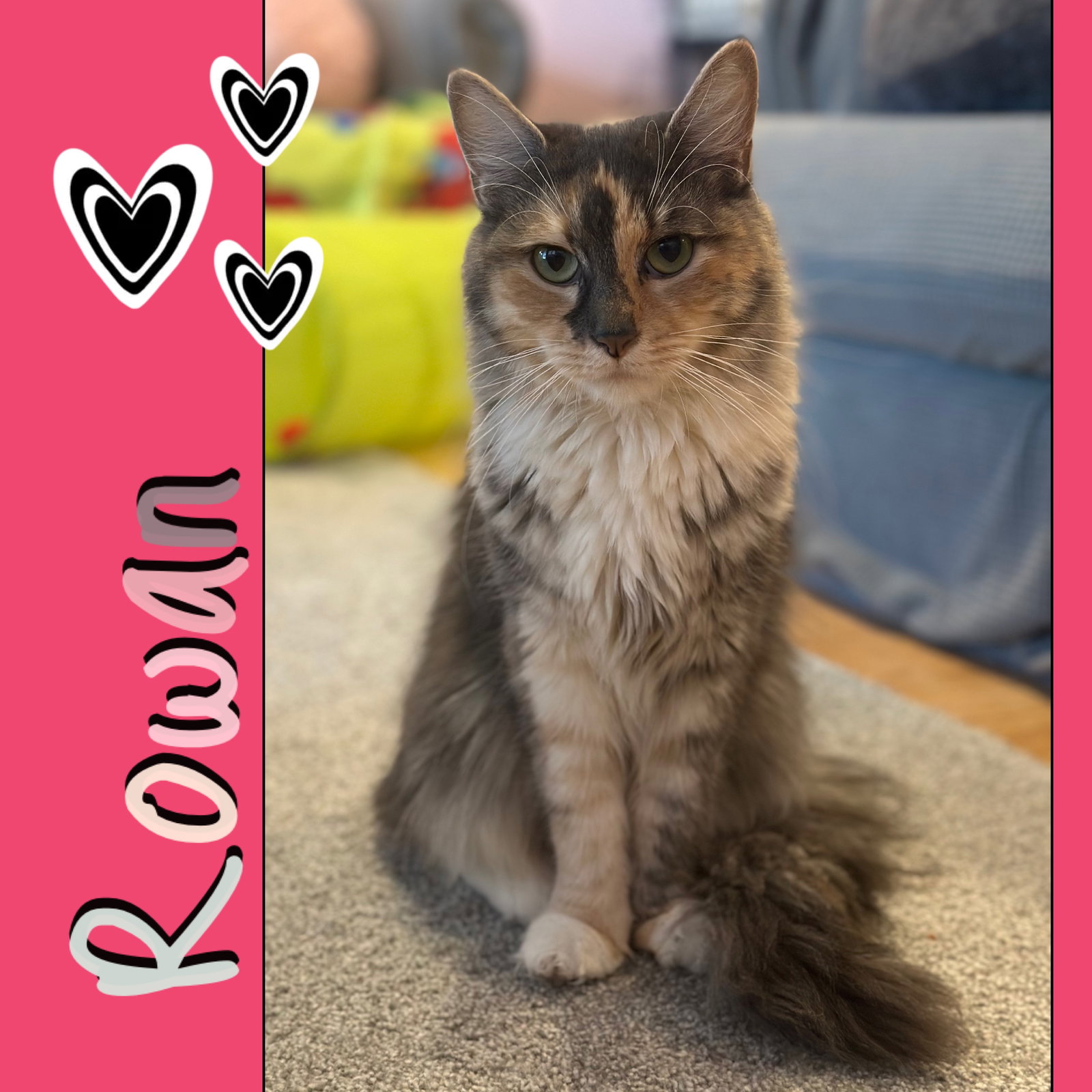 Rowan (easy-going, gentle sweetheart) Image