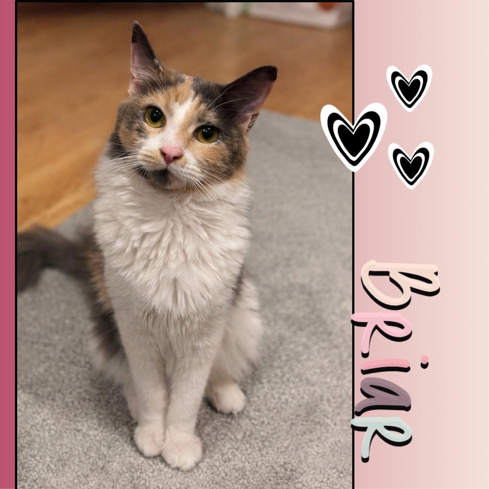 Briar (wants to be close, outgoing, friendly) Image