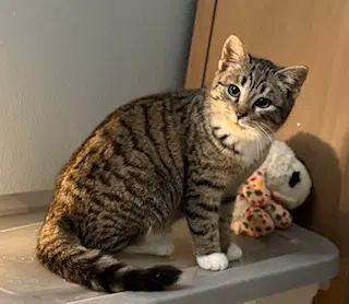 Fable - Domestic Short Hair
