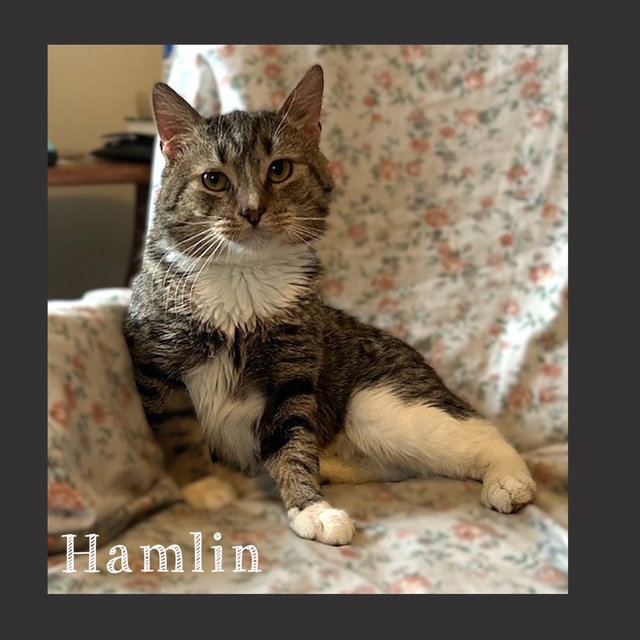 Hamlin Image