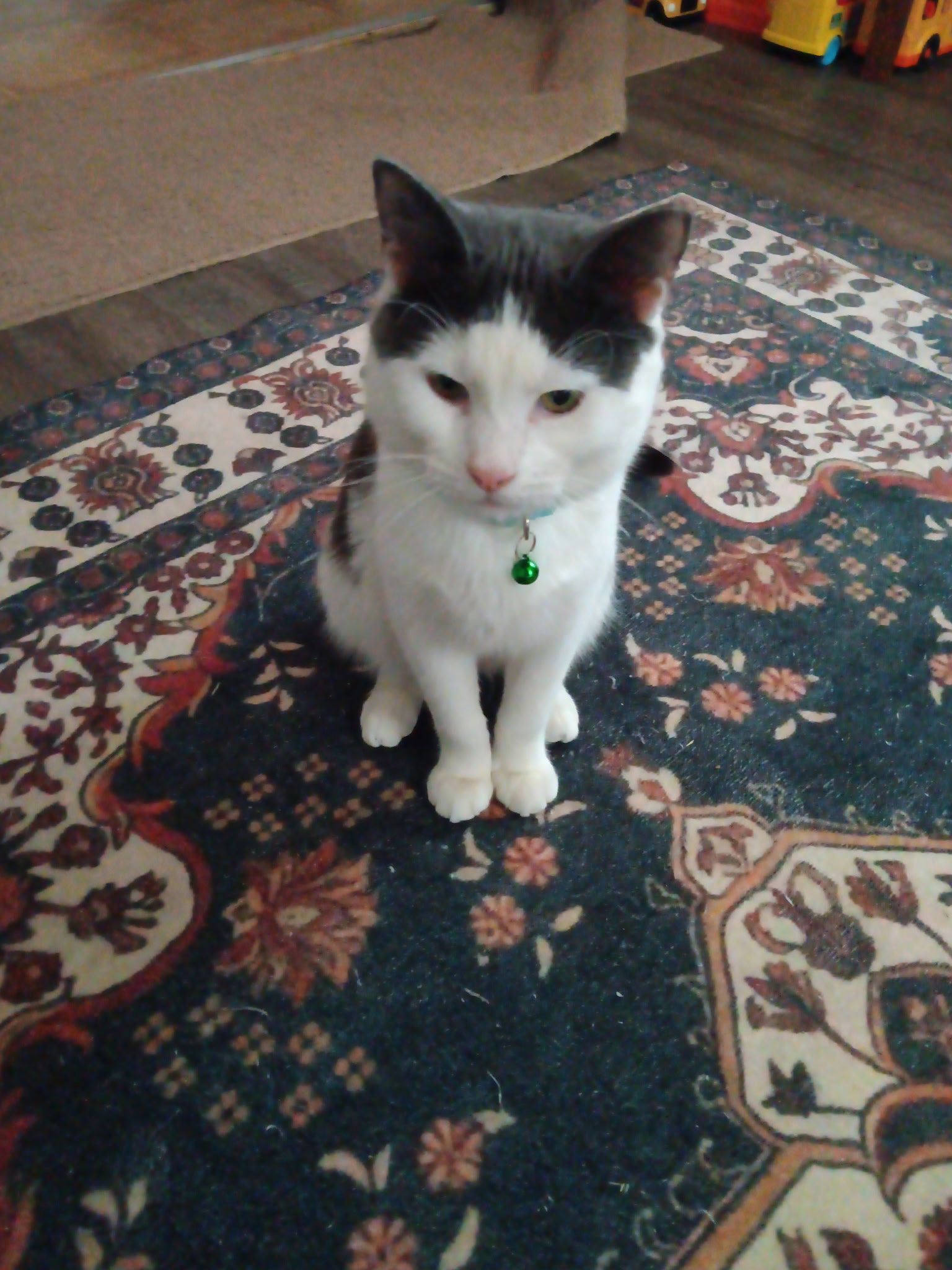 Lloyd Image