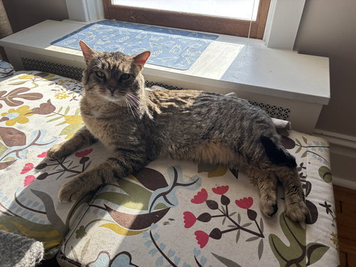 picture of the cat needing adoption