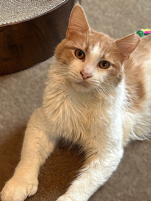Rupert (bestie with Hedwig), an adoptable Domestic Medium Hair in Lemoyne, PA