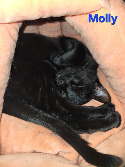 picture of the cat needing adoption