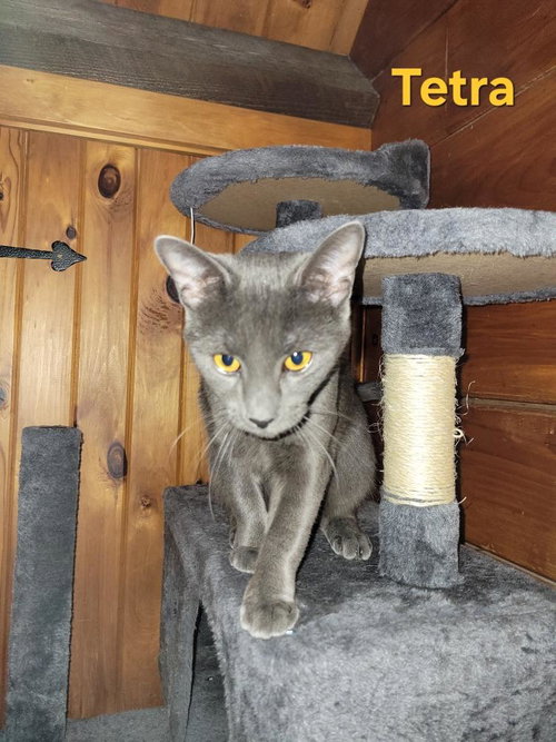 picture of the cat needing adoption