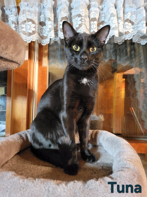 Tuna, an adoptable Domestic Short Hair in Lemoyne, PA
