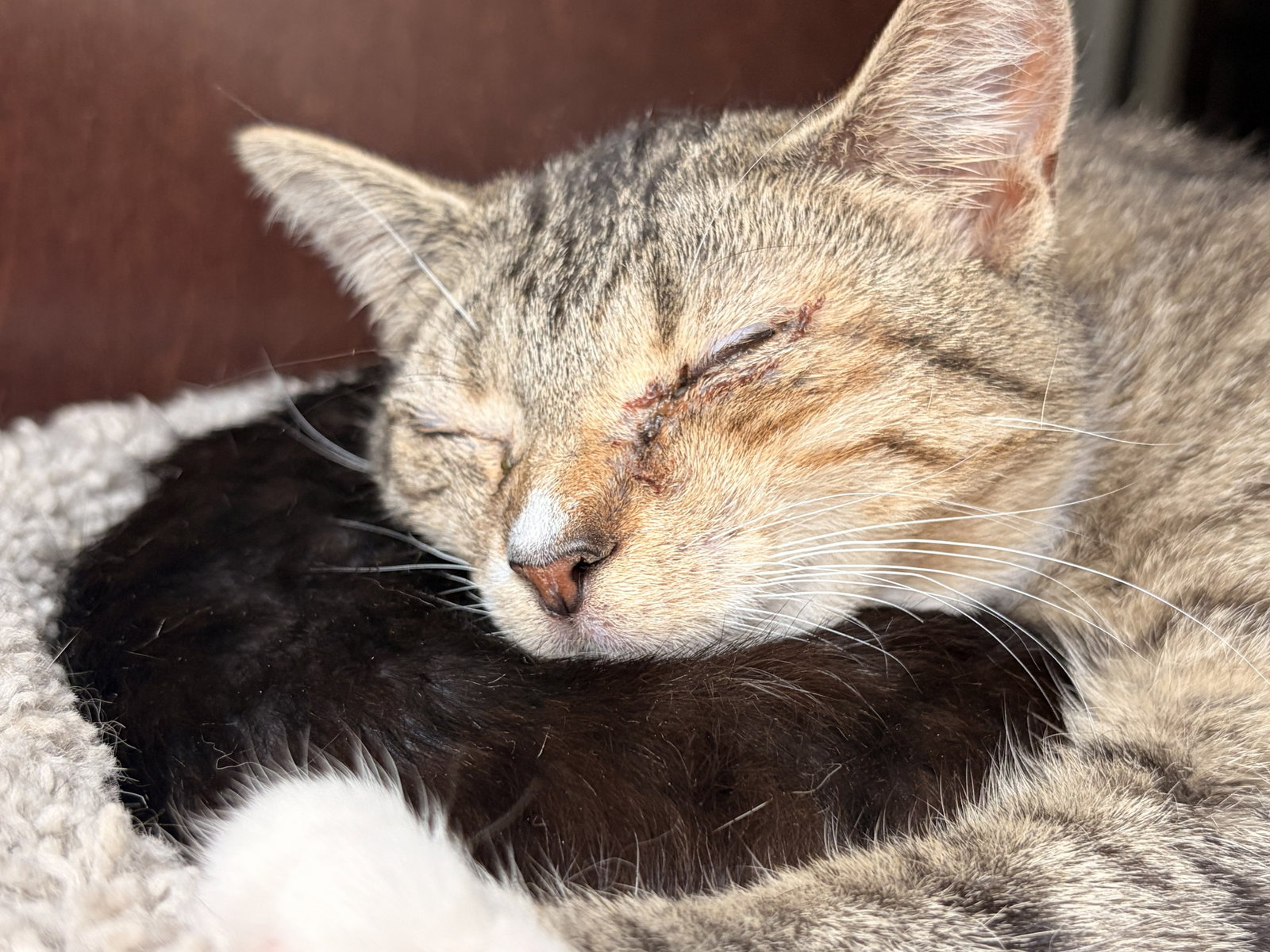 Darla, cat