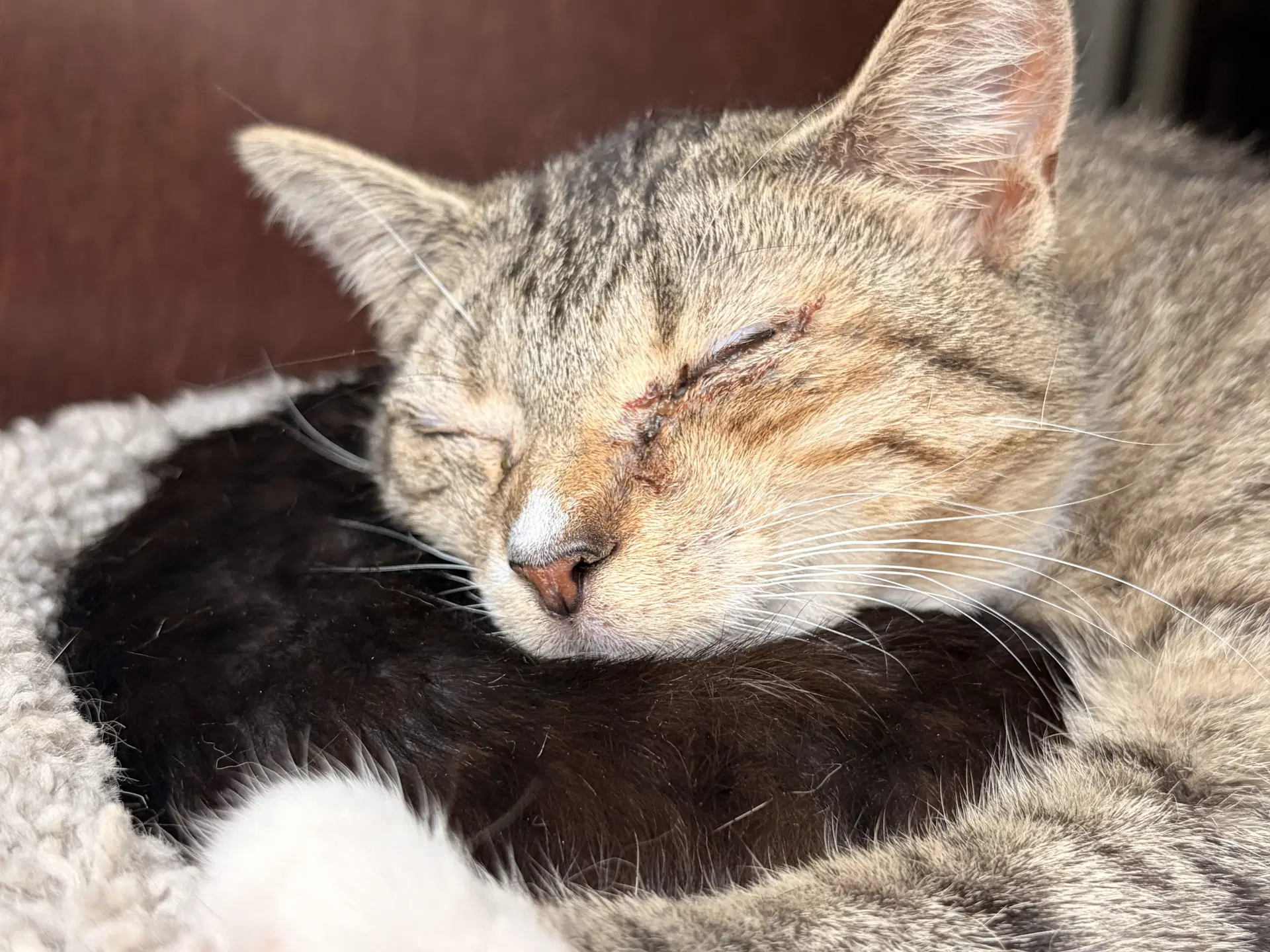 Darla - Domestic Short Hair