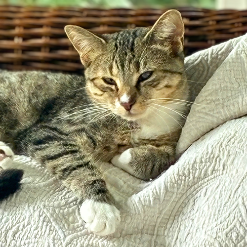 Darla, a cat for adoption from Loving Care Cat Rescue