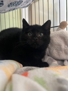 picture of the cat needing adoption