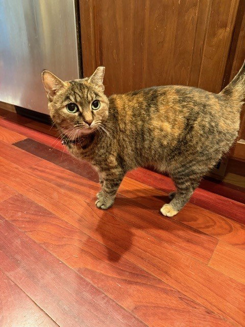 Lilloette, an adoptable Domestic Short Hair in Lemoyne, PA