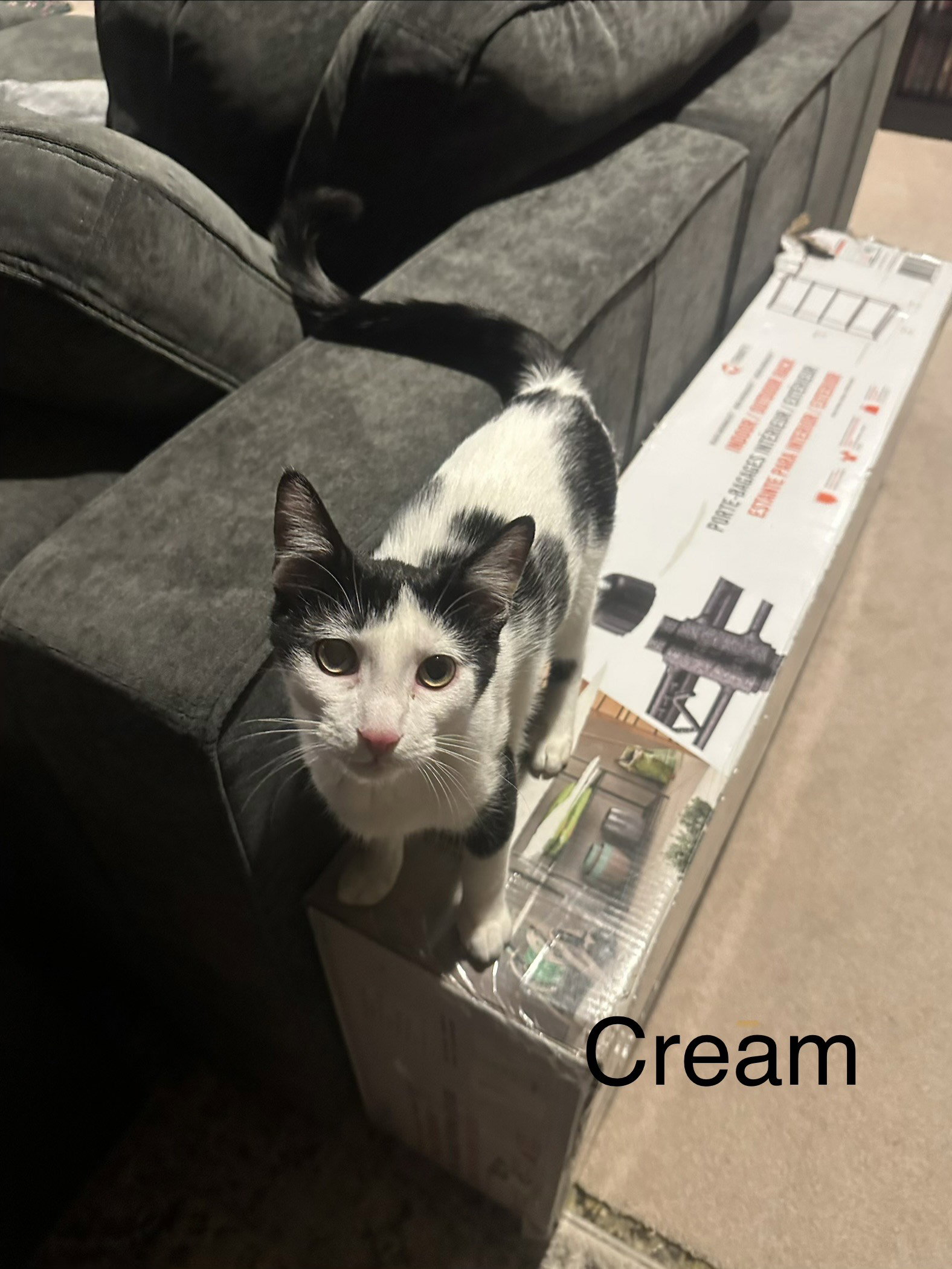 Cream Image