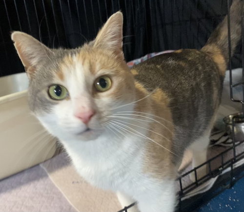 picture of the cat needing adoption