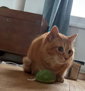 picture of the cat needing adoption