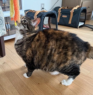 picture of the cat needing adoption